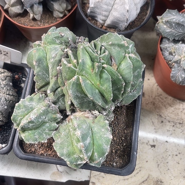 仙人球开花仙人球上