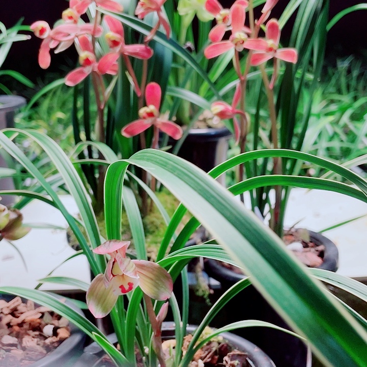 厚***@完全开放一物一漂亮