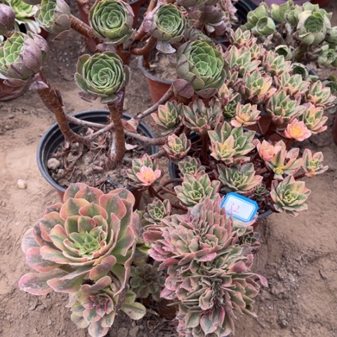 032多肉植物组合，