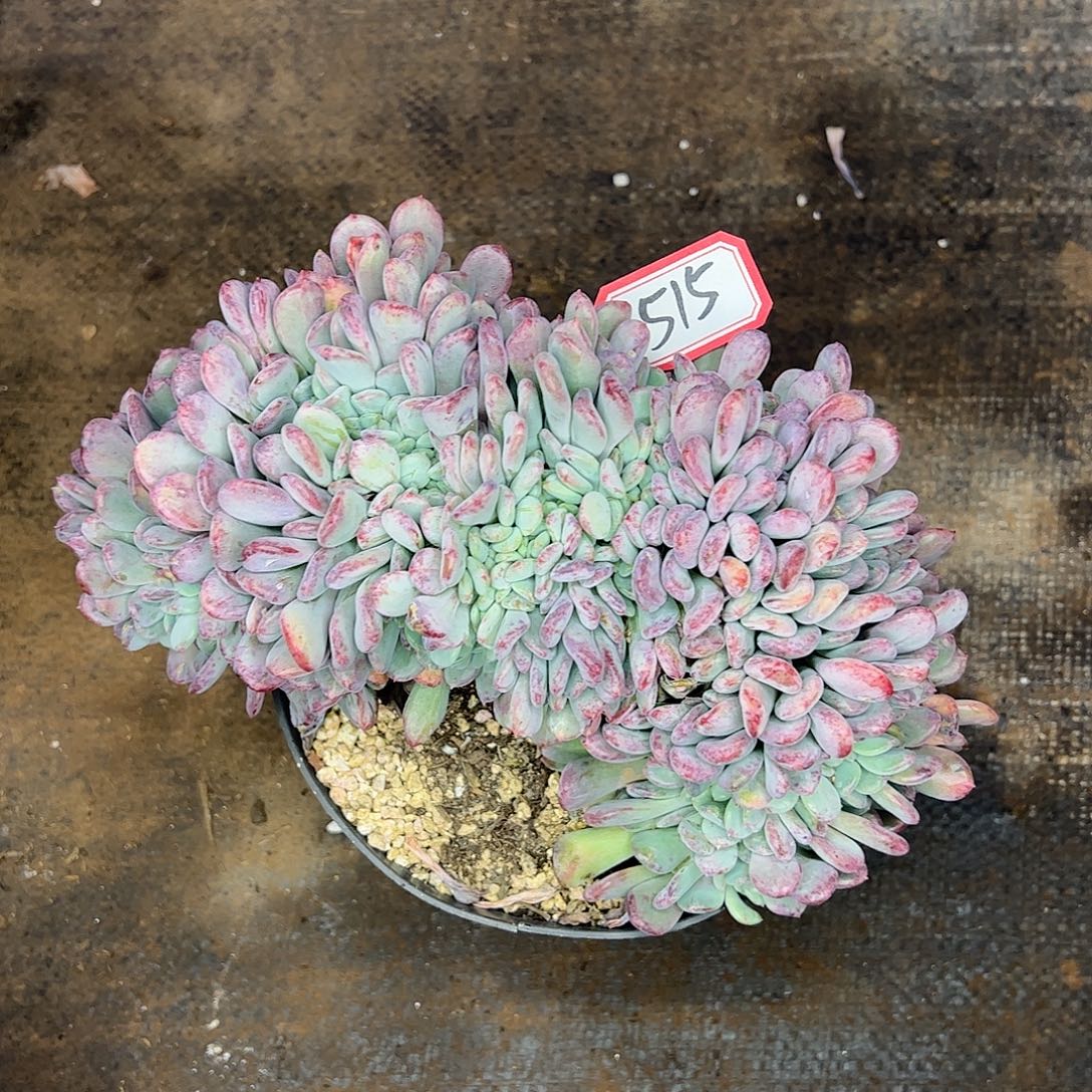 515号玛瑙缀，一物一拍