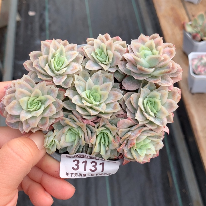 冰片锦多肉植物和不包整