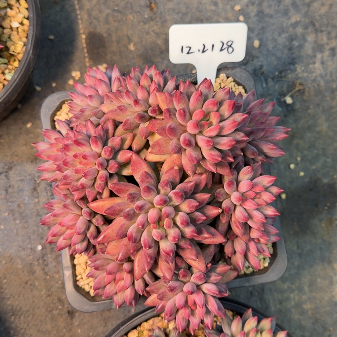 *****一物一拍韩版鱼28