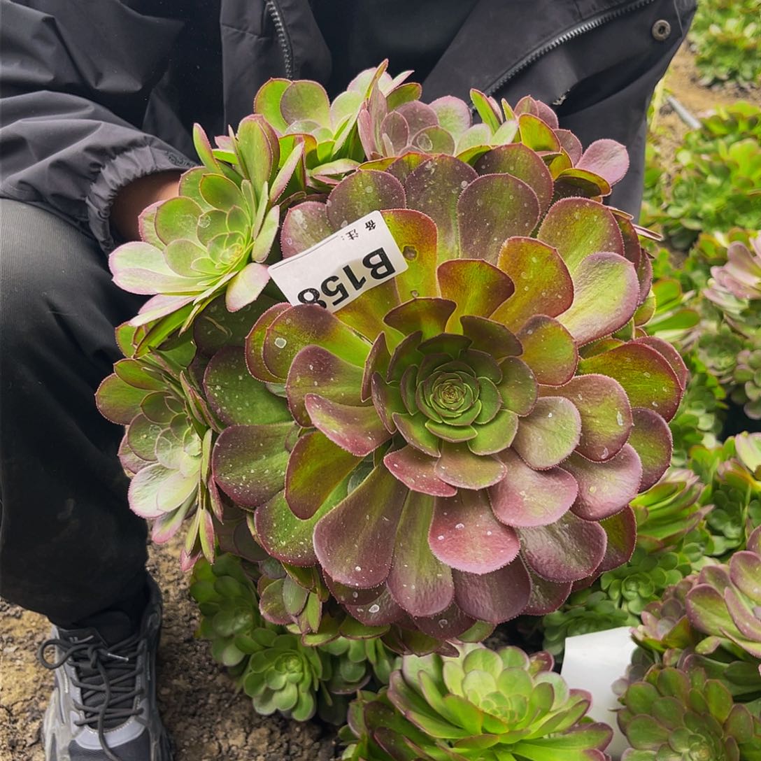 雨荷32-12包邮法师