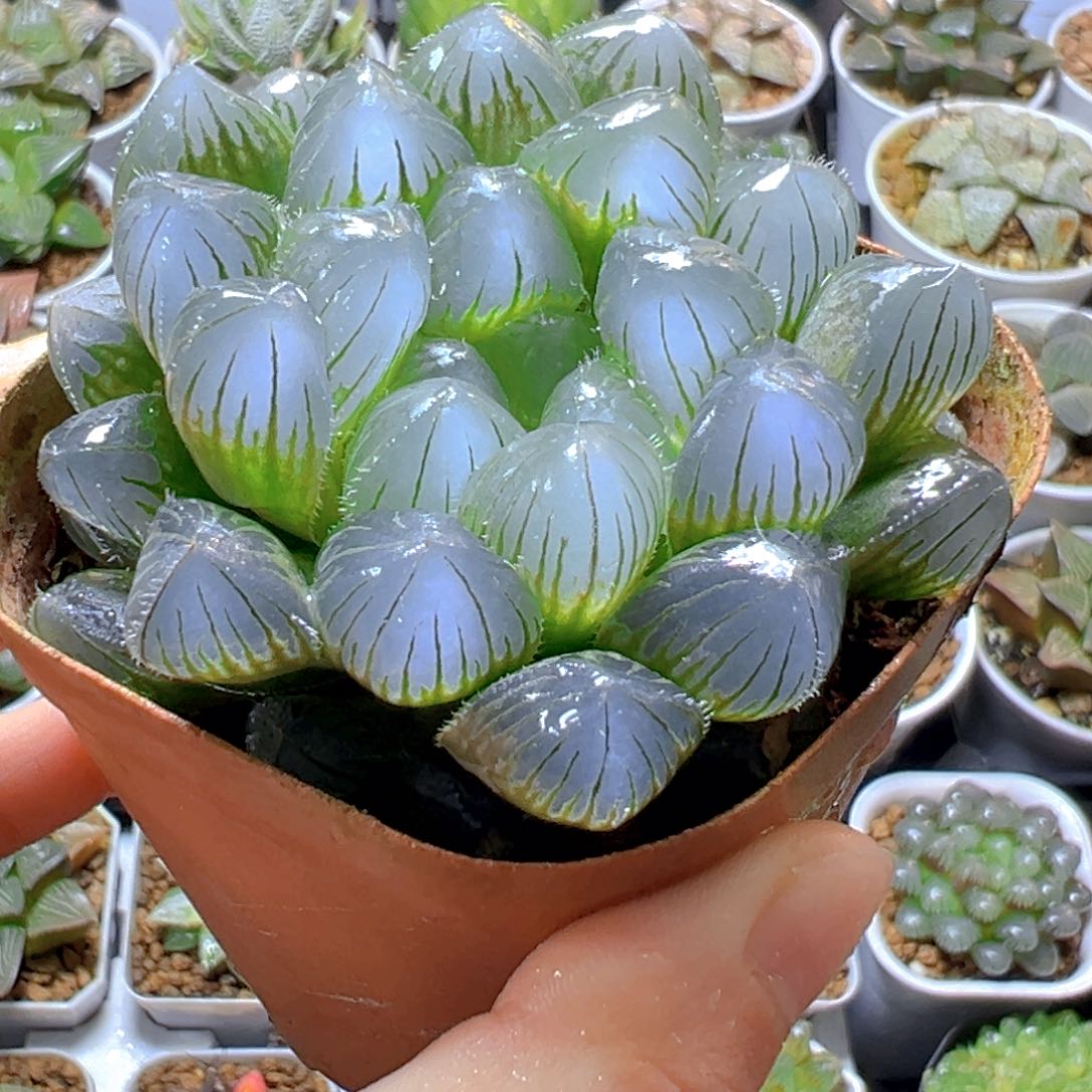 蓝镜母本玉露多肉1