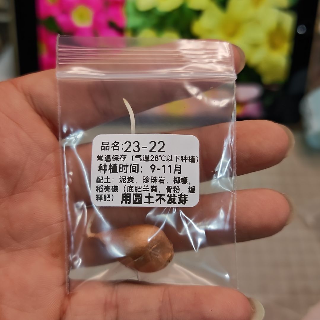 酢浆草早花编号23-22