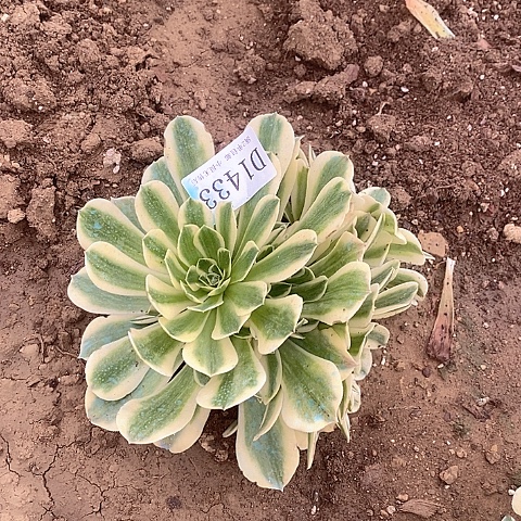 1433绿豆沙多肉法师锦