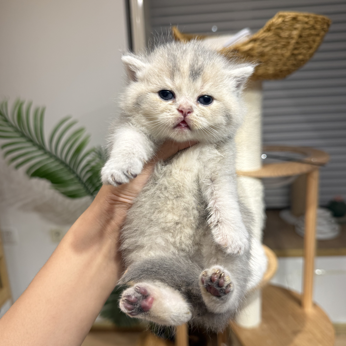 蓝金渐层妹妹两只小奶猫