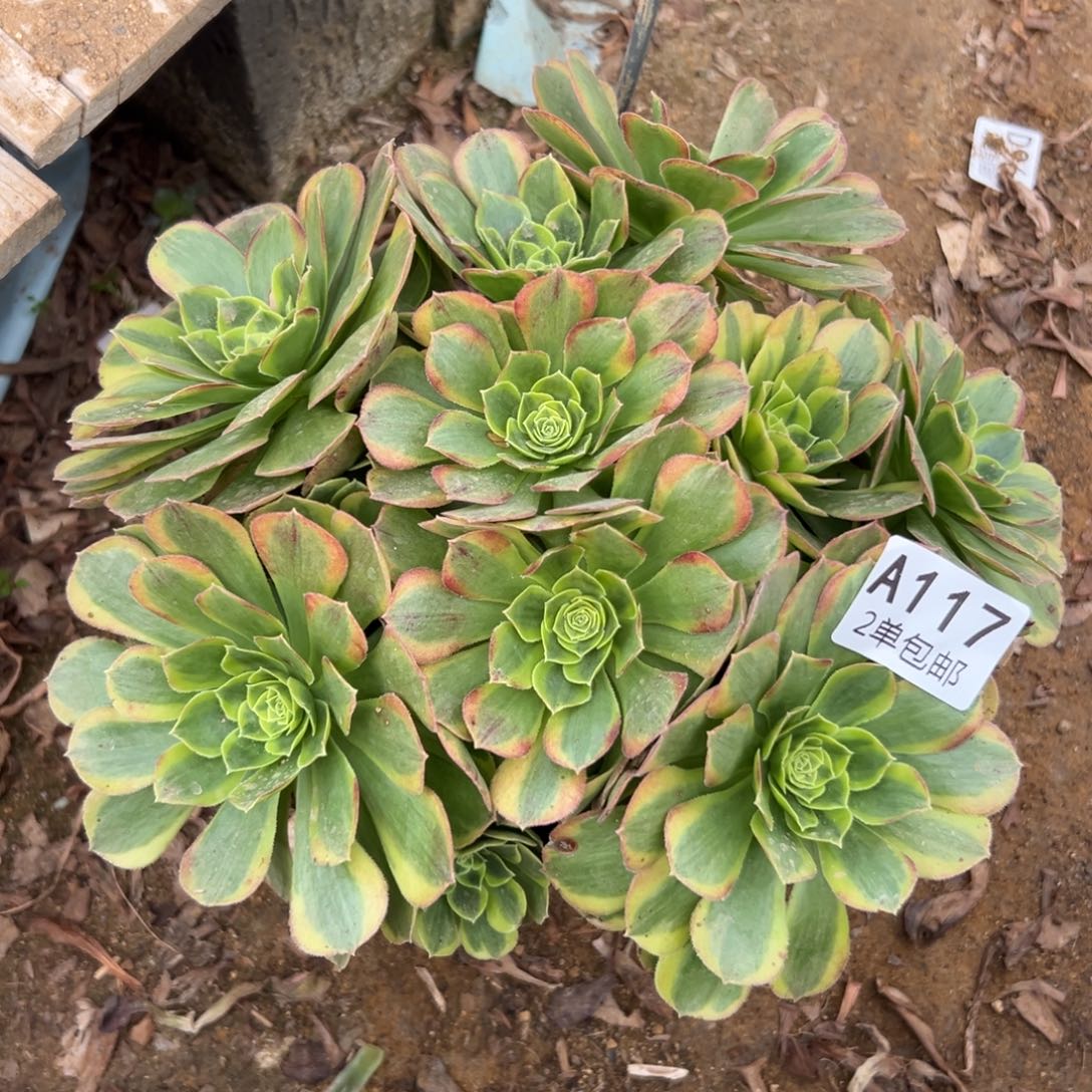 114多肉 奶白不包断头