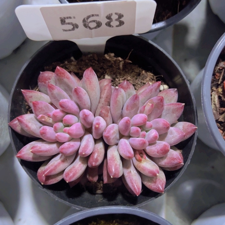 健健康康平平安安