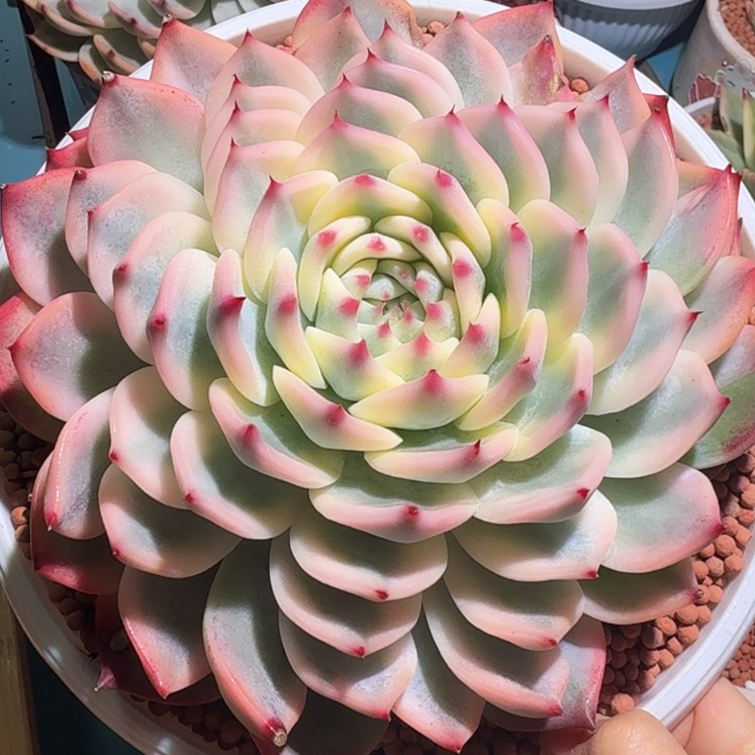 炫叶大吉娃娃，18厘米