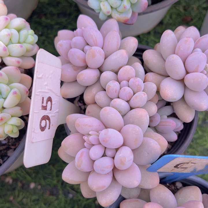 健健康康平平安安