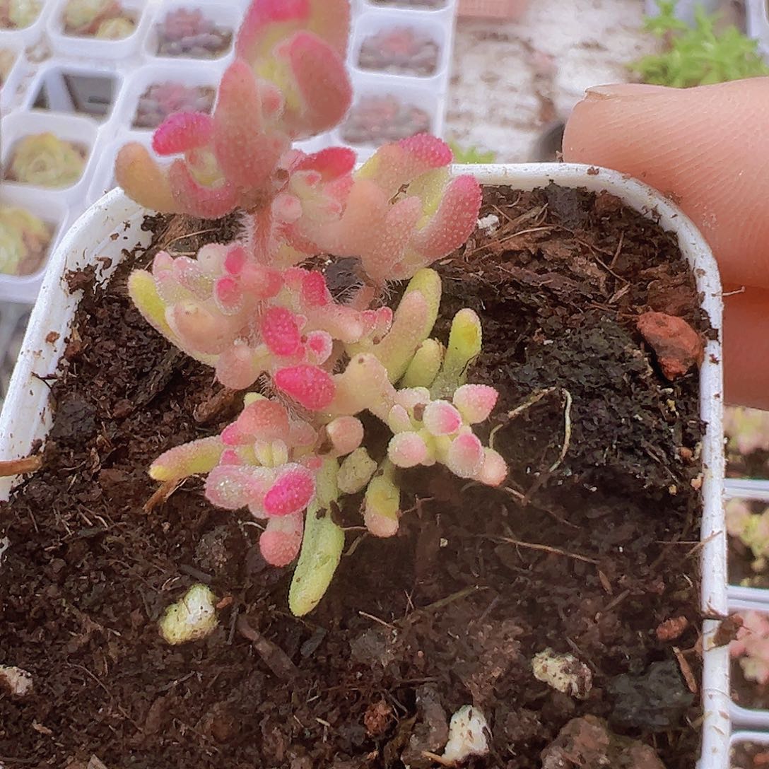 红宝石锦19包邮多肉