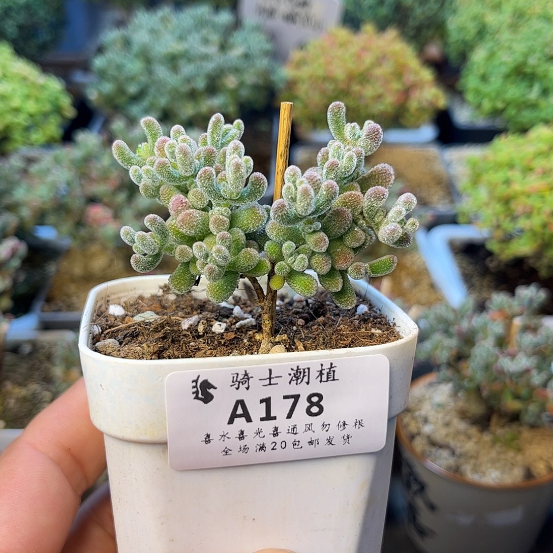 178优选冰晶枝干番杏