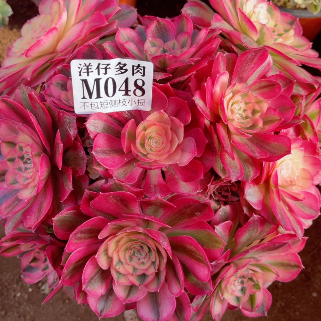 下****福048倾城 冠幅25左右