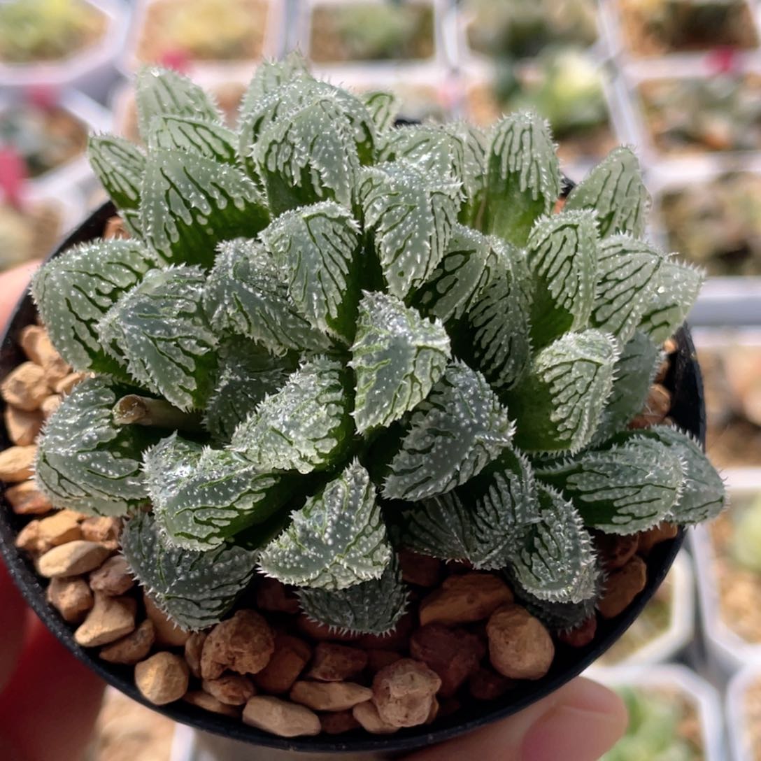 21冰玉玉露群 十二卷多肉20包邮