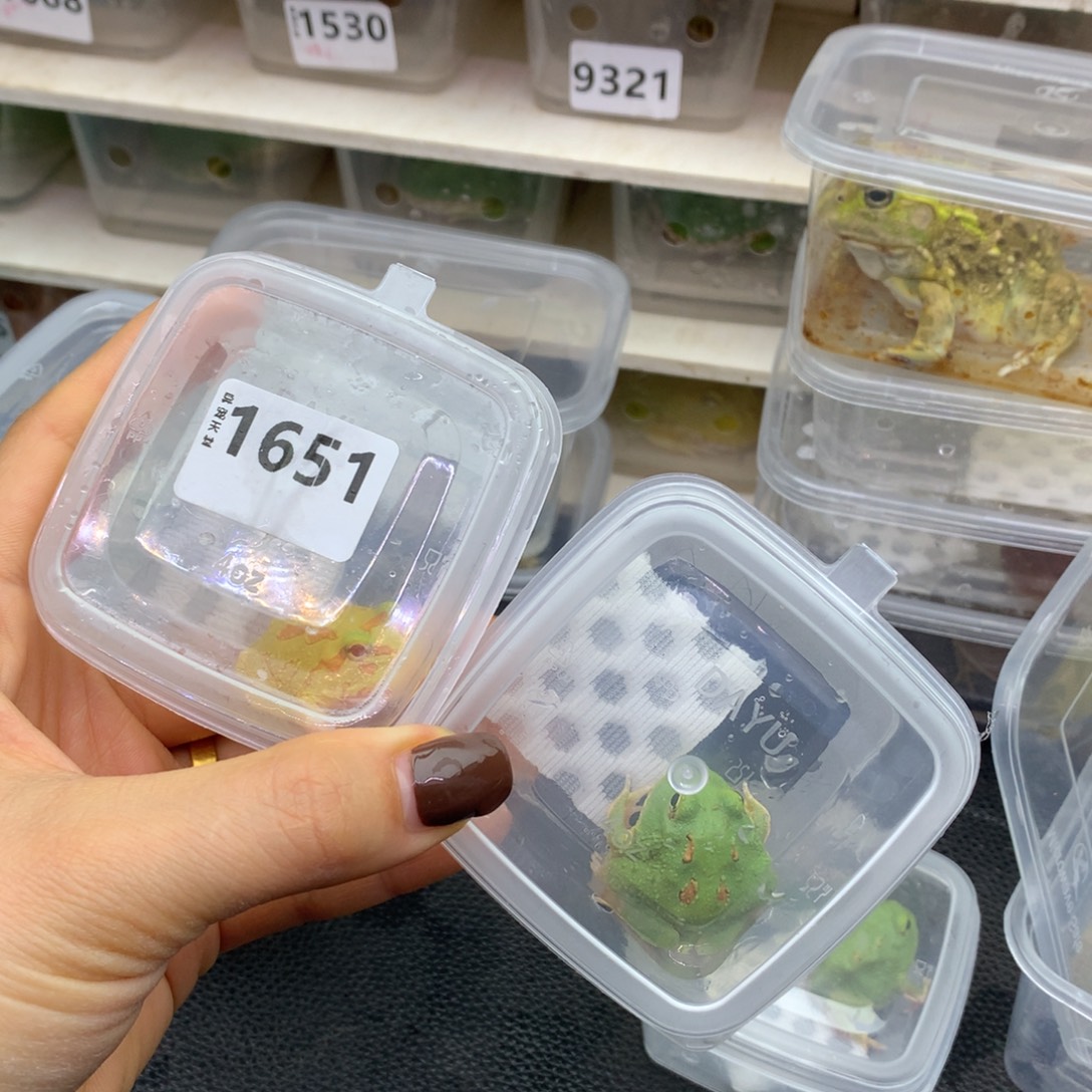 粘***粉角蛙1651，1692两只蛙