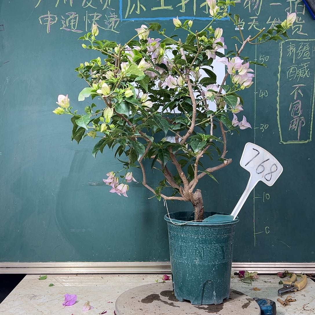 完全开放 福利 丽娜 原生小树头  768