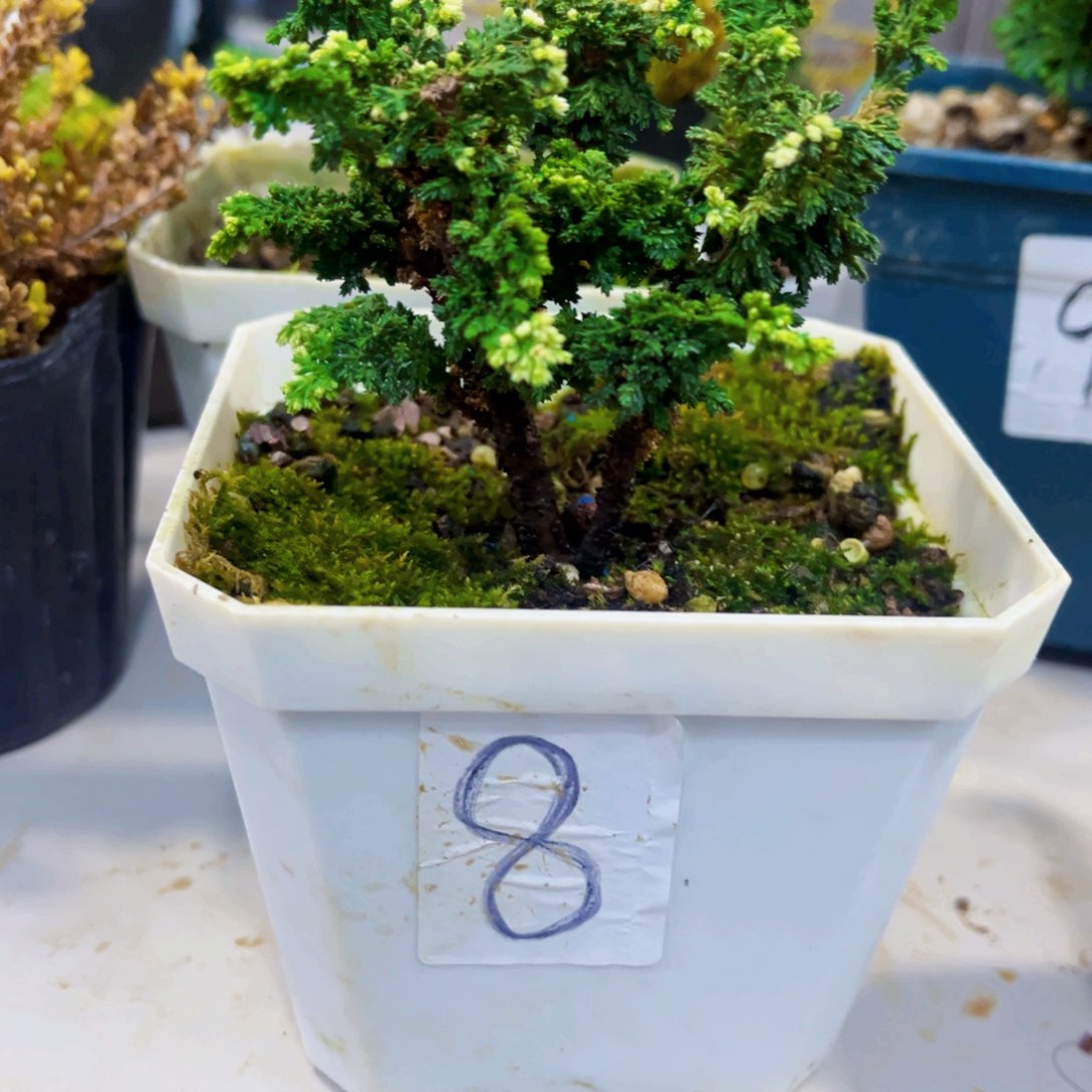 无花朵初雪石化桧…………