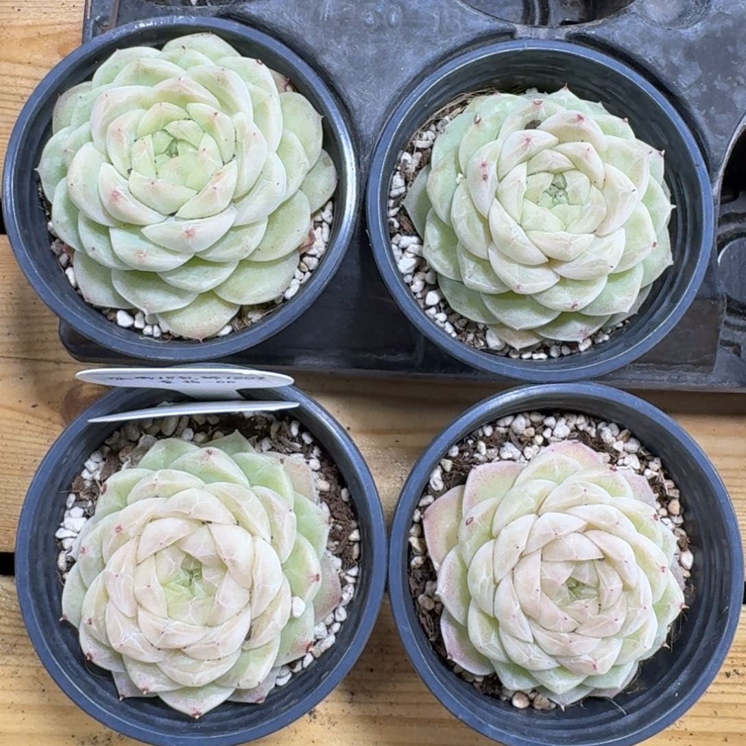 1207-066-梨花白一颗量拍