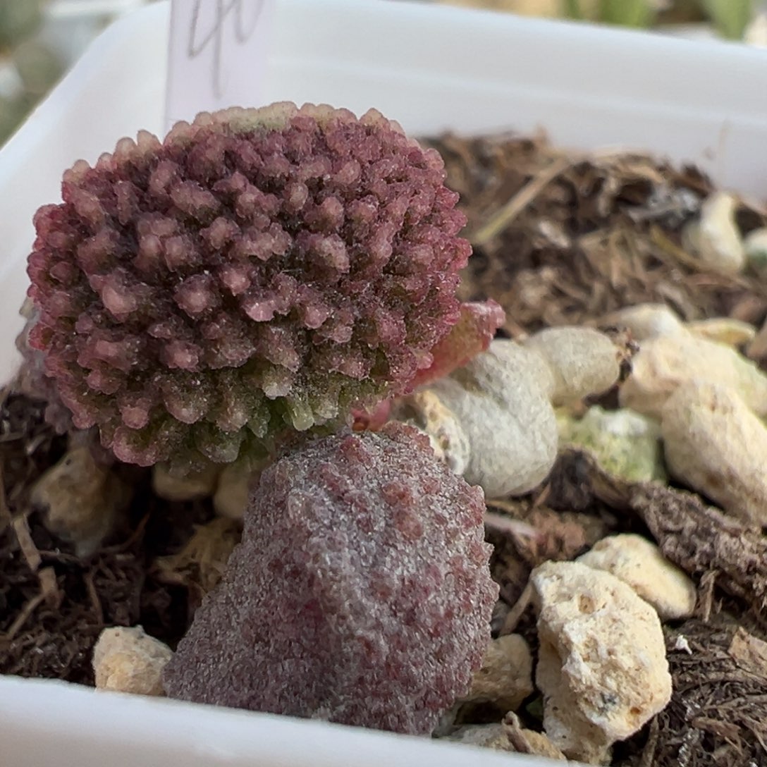 紫色尢刺实生新品多肉植物