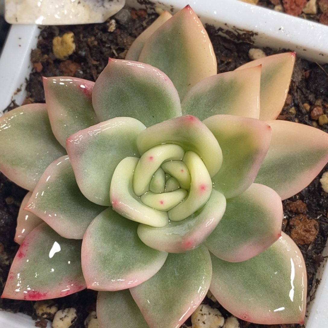 470伊丽莎白锦单头