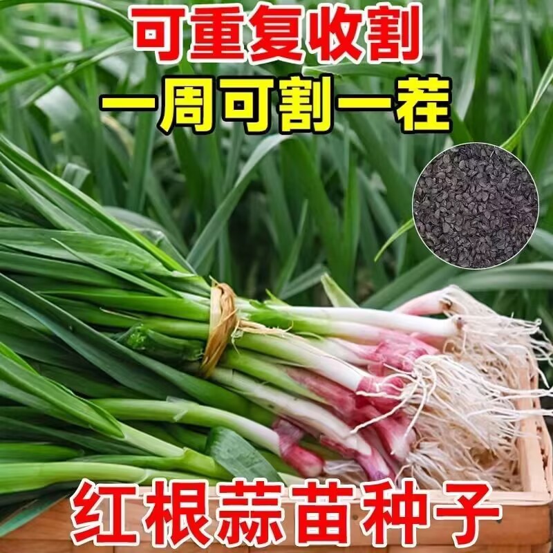 新种宽叶红皮蒜苗种子四季蒜种大蒜种子种籽红根紫皮红皮蒜苗种子