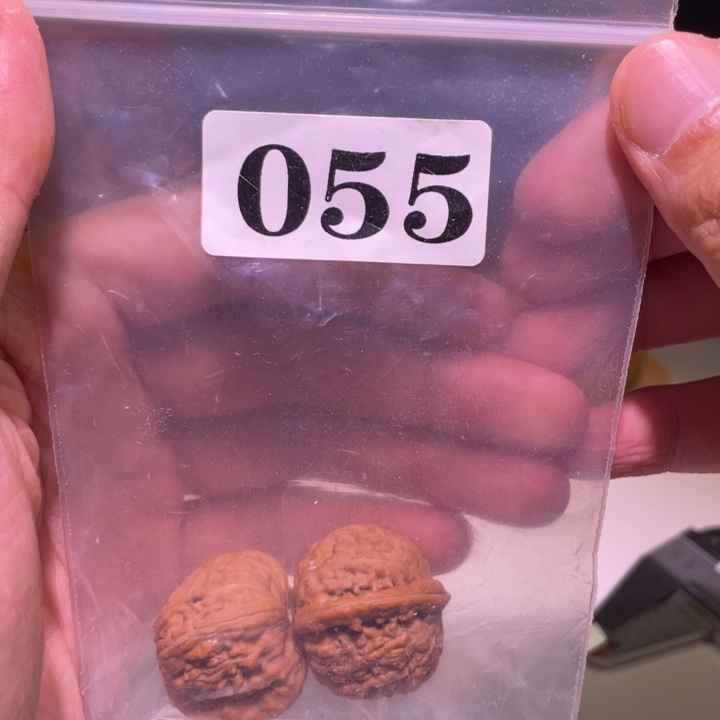 鹿***。吊坠文玩核桃055白狮子