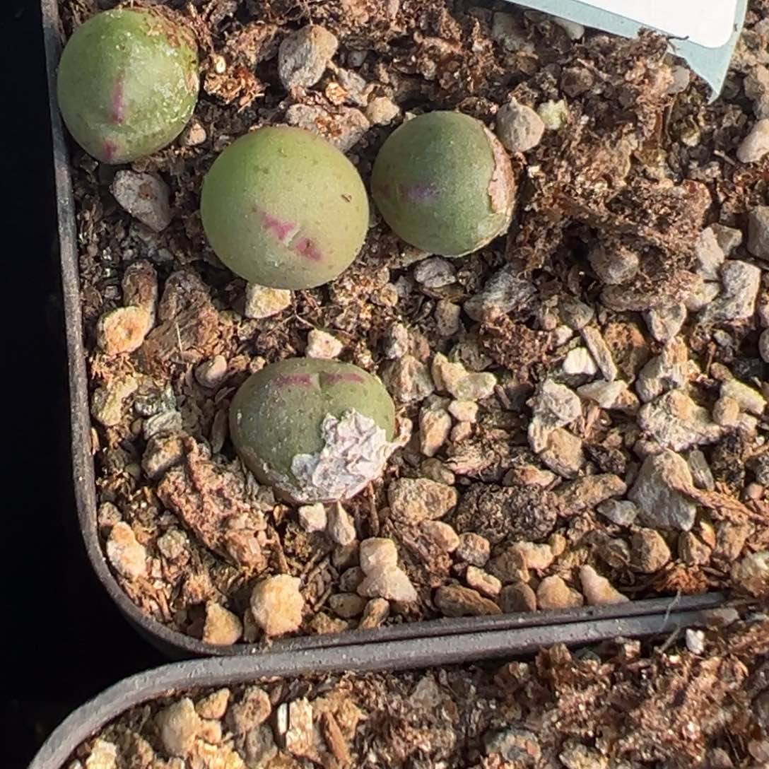 4-13量拍1558皮卡丘小苗一颗