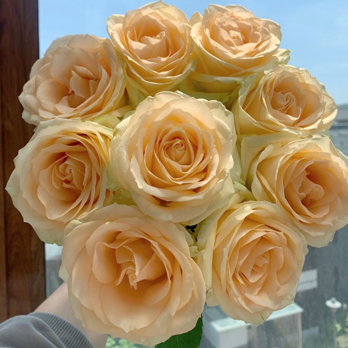 【蜜桃雪山】 1加仑独颗扦插修剪发货  可盆栽可地栽