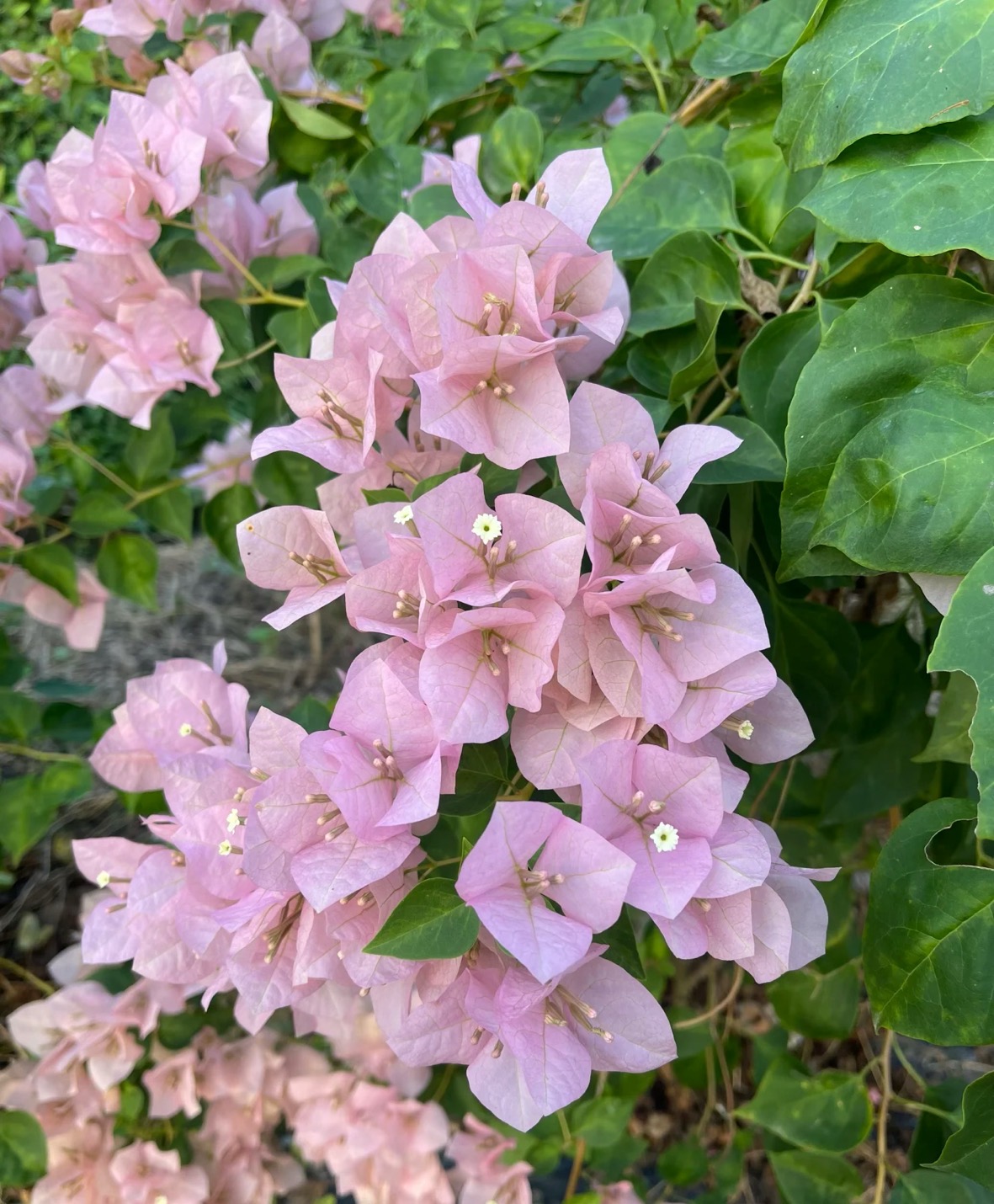 【暗斑丽人】带盆土观赏勤花耐活三角梅