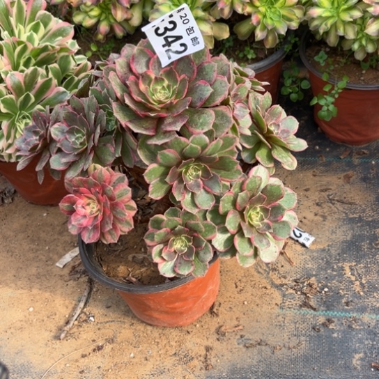 342粉花妖不包断枝