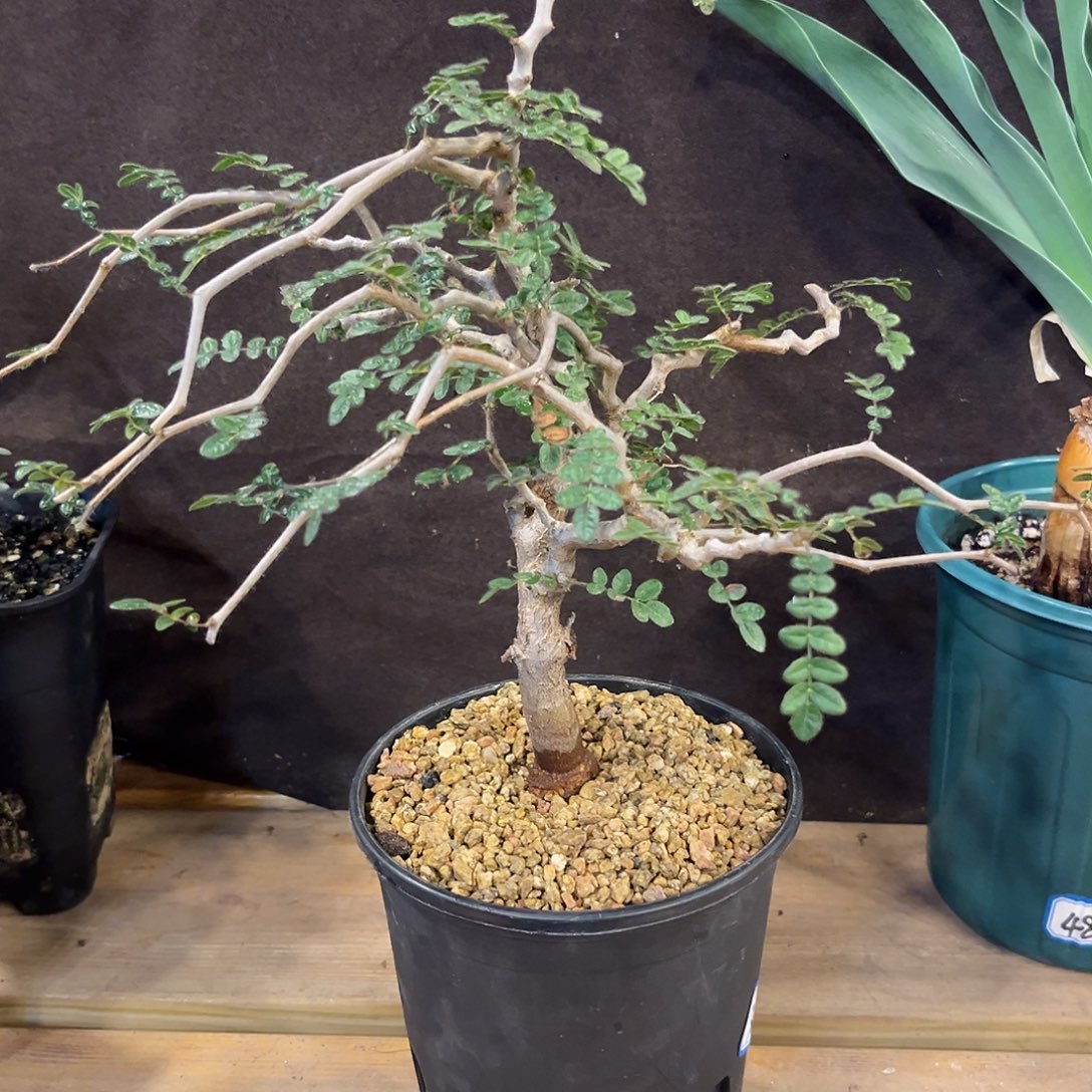 汤圆植物6滔天仙气飘飘