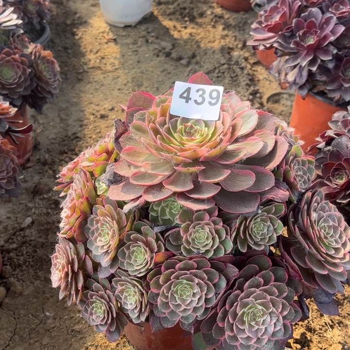 粉花妖439不包断枝