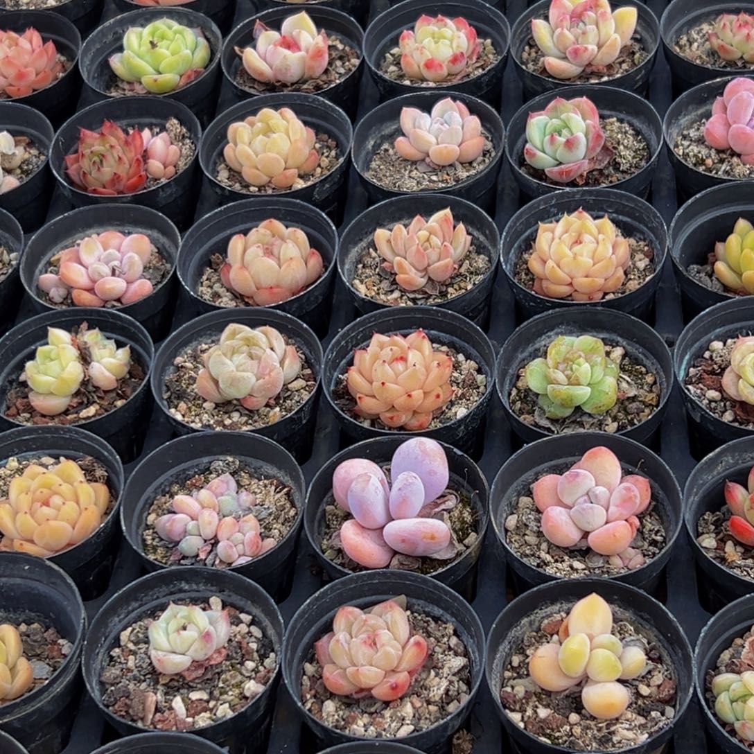 755的最后一天了啊呜呜