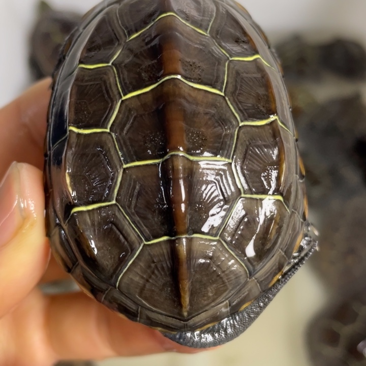 苏北金线冷水草龟