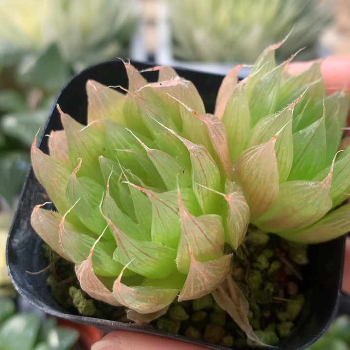 无毛黑熊戴安娜一物一拍