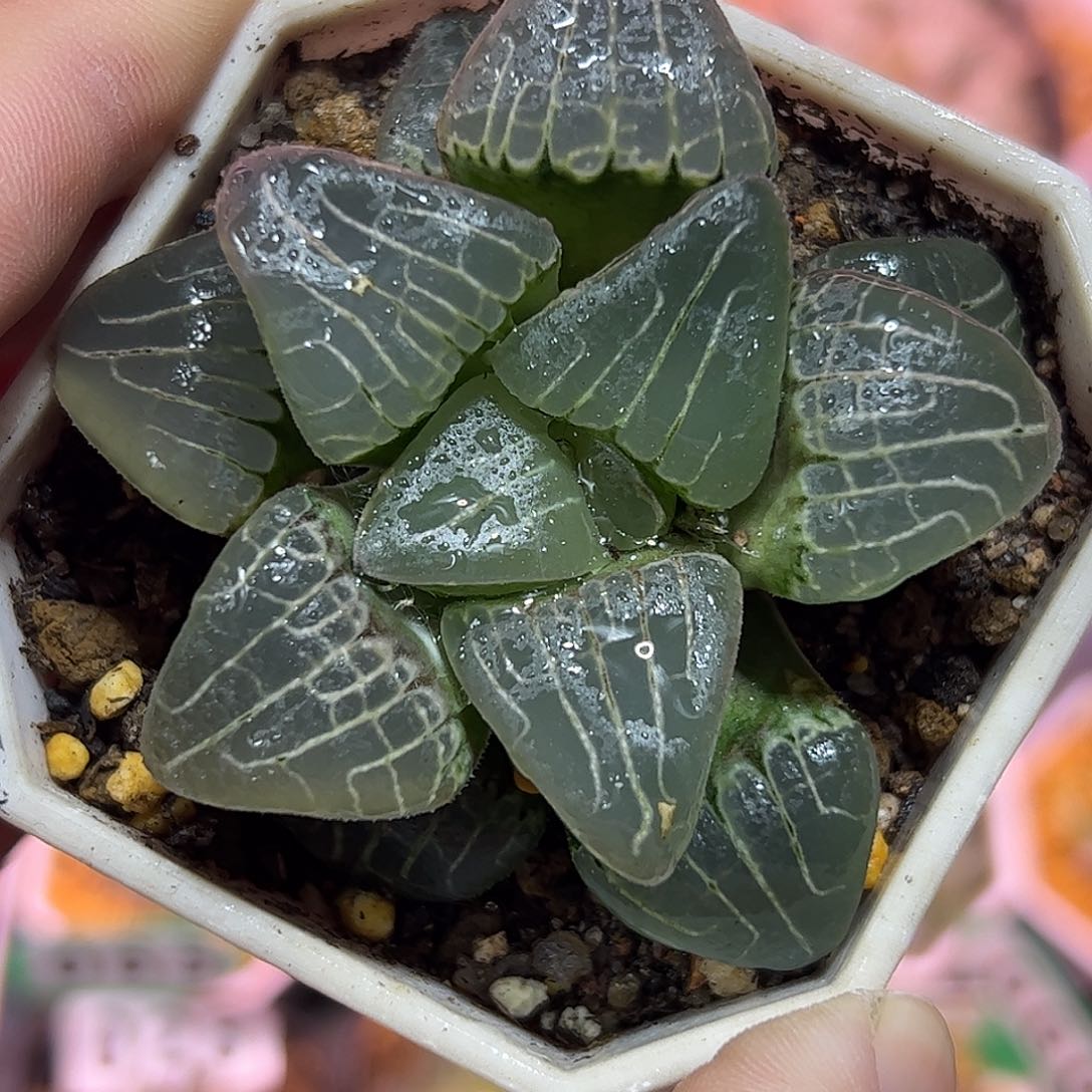 粉色甜心十二卷多肉植物