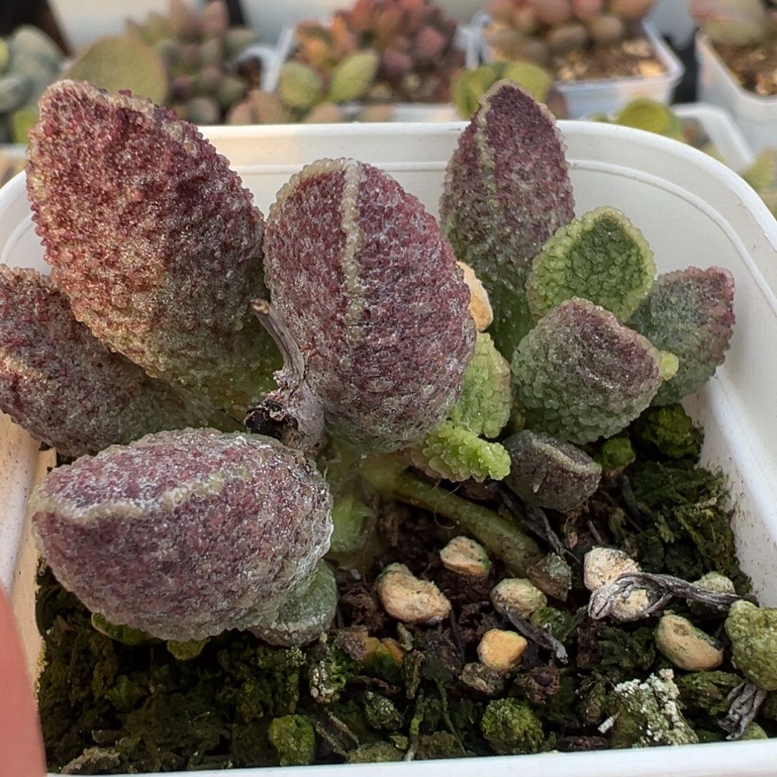 紫猪肝多头多肉植物水泡多肉植物