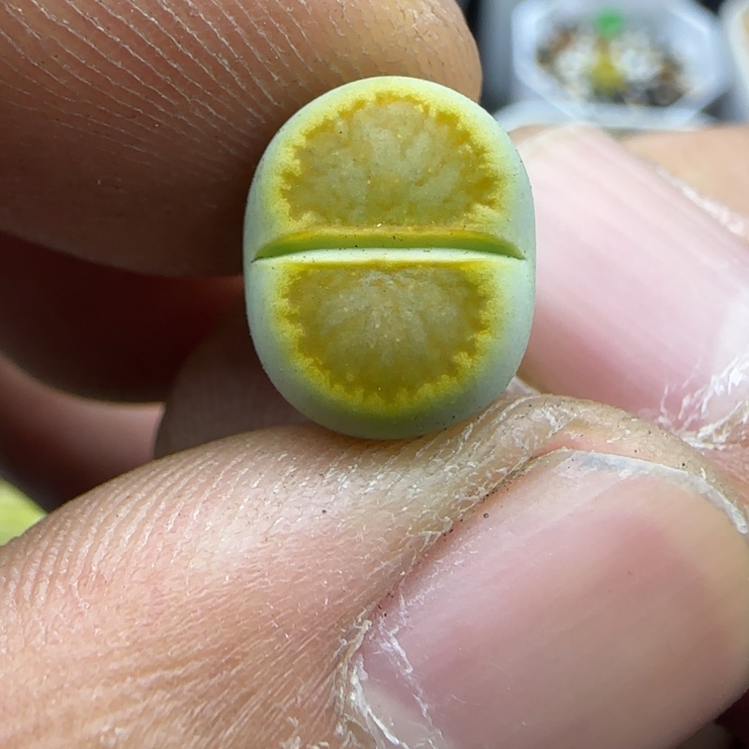 881 生石花大棚直播