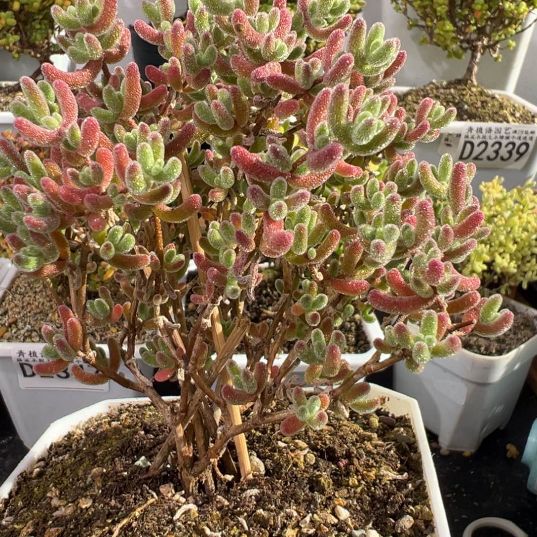 D2370冰晶紫红色枝干