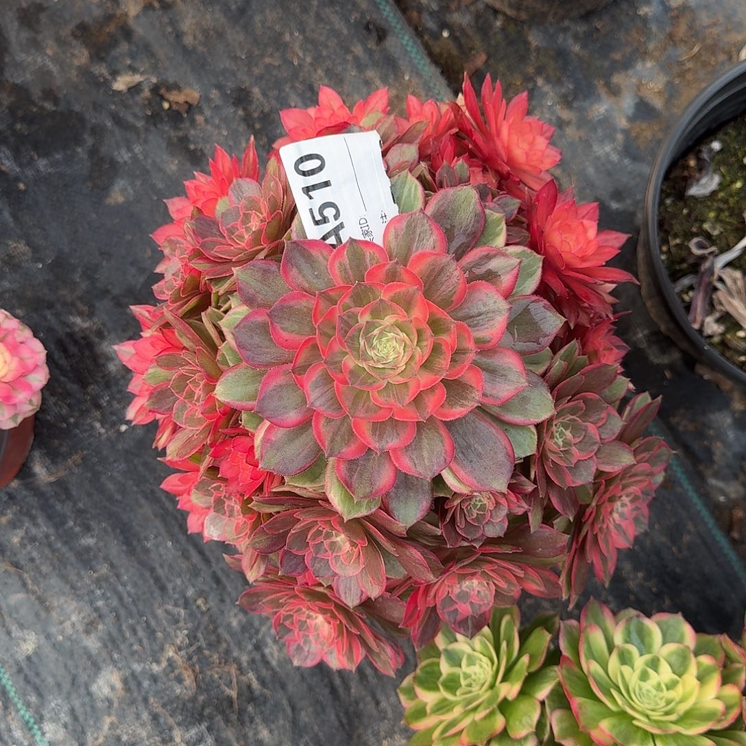 黑魔锦多肉法师510