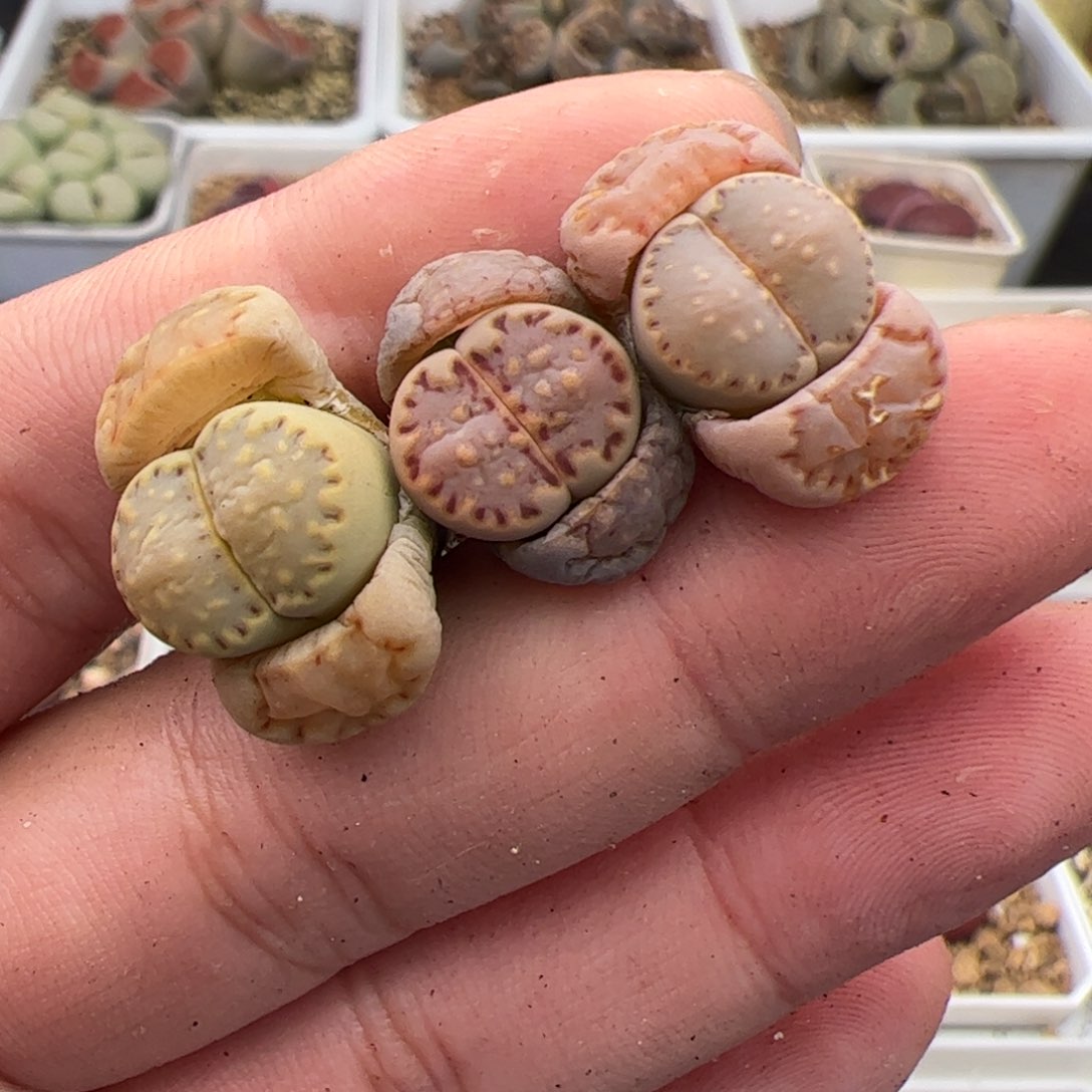 0299号饼干3颗 多肉植物