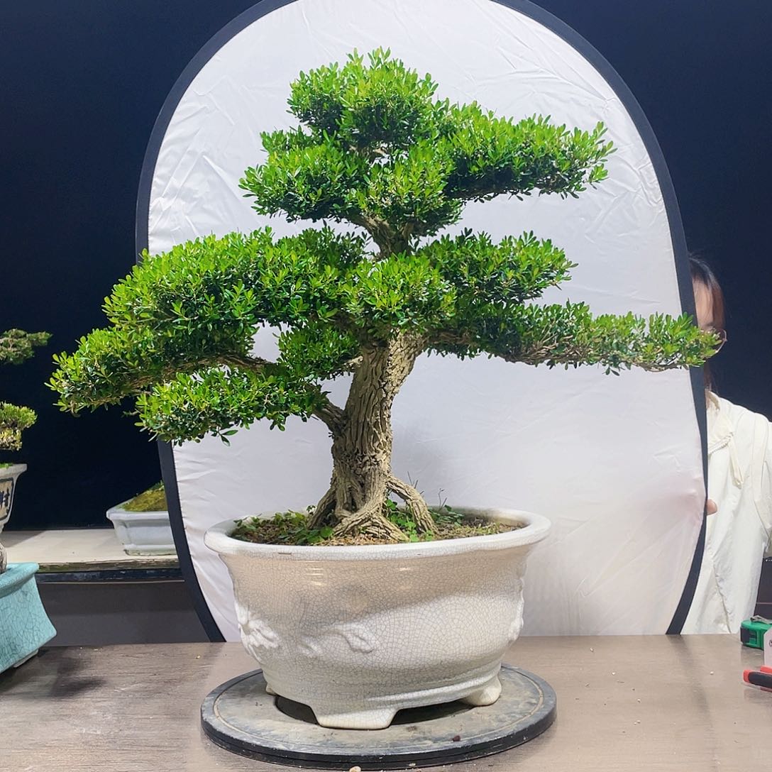 完全开放陈*智黄杨盆景四季常清