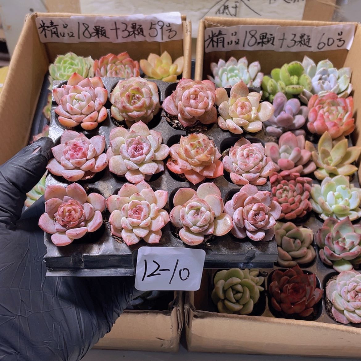【闪购商品】12颗-10号约3厘米
