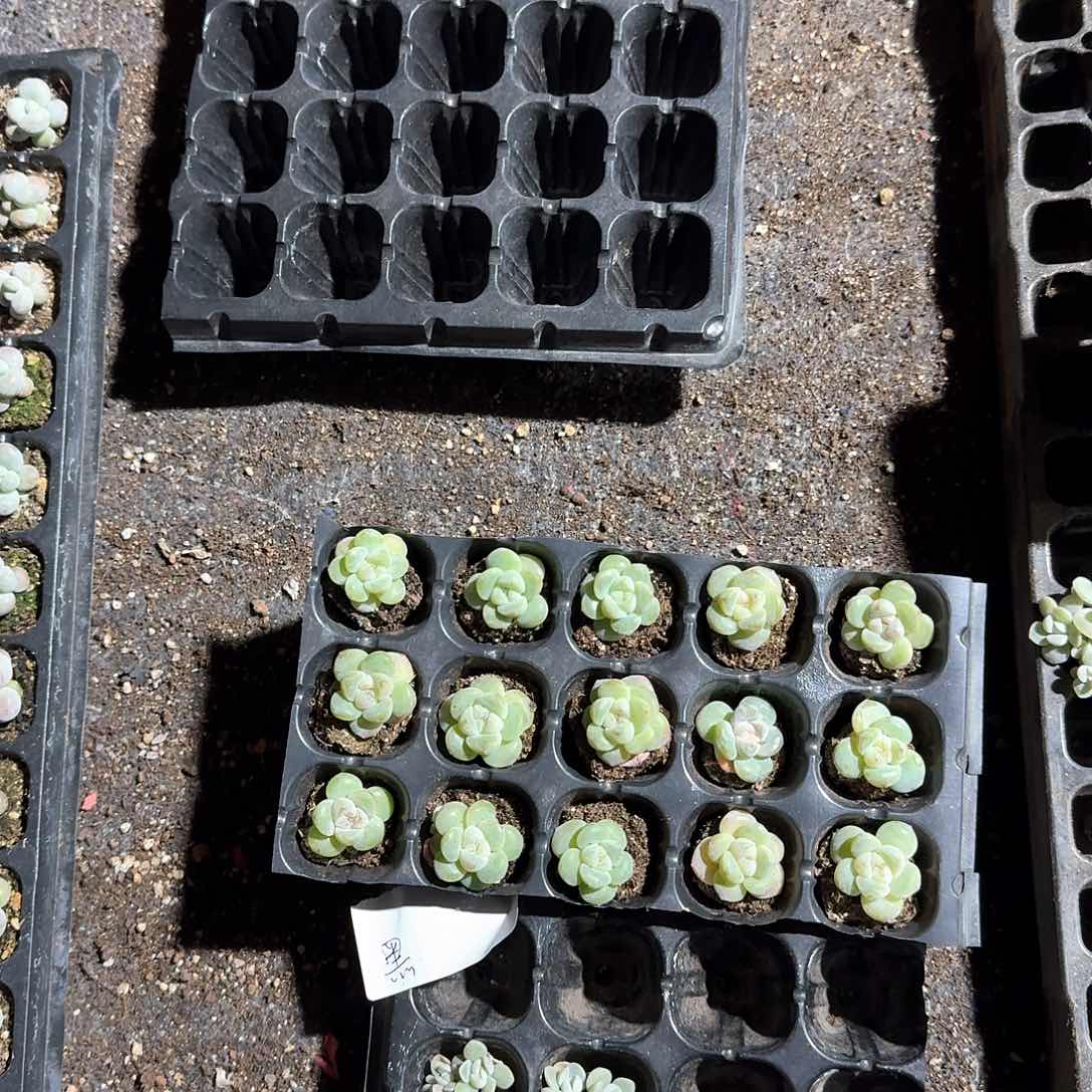 黑曜石一物一拍专拍