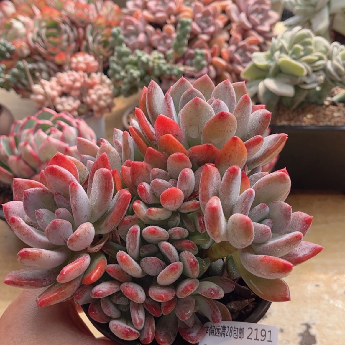 【闪购商品】2191灰姑娘