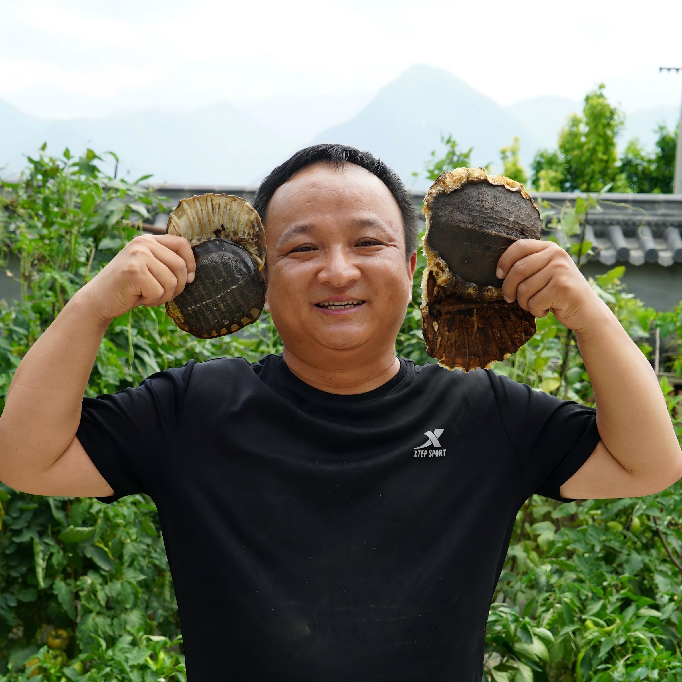 鳖甲 湖北鳖甲 养殖的鳖甲壳鳖甲片 碎片难免都有