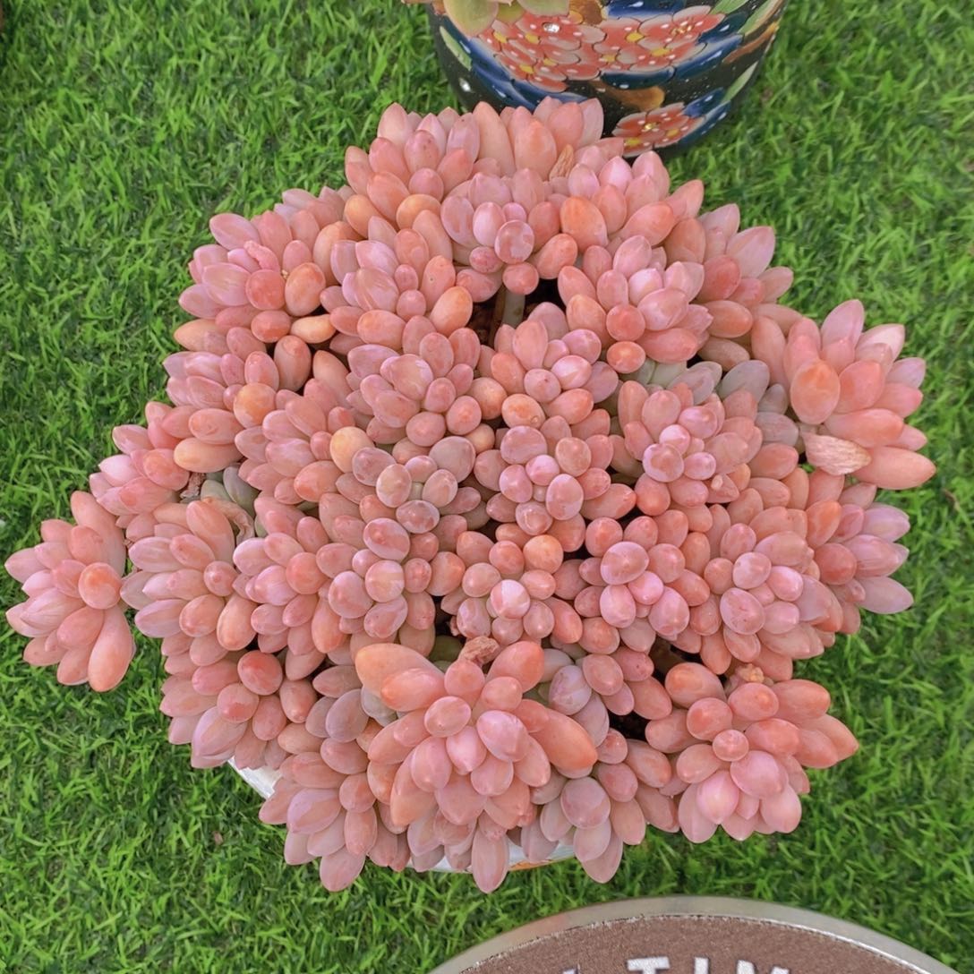 星黛露 一物一拍 