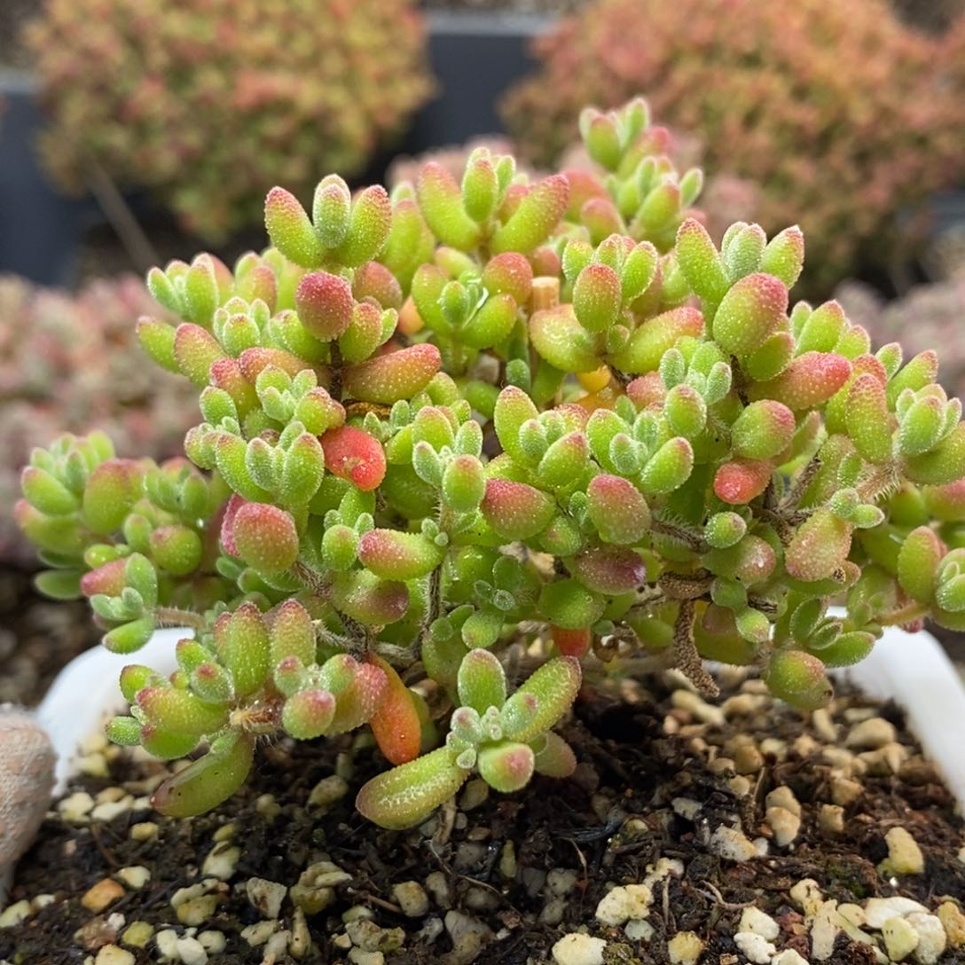 红宝石5180枝干番杏