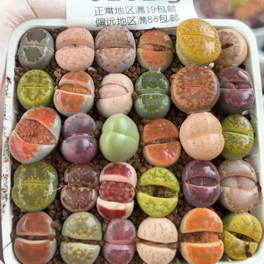 0161三年彩拼30颗1.3cm左右